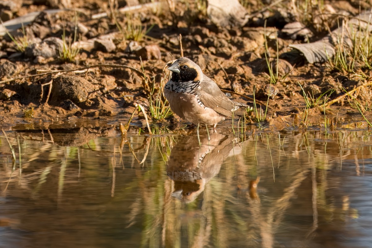 Pictorella Munia - ML621830567