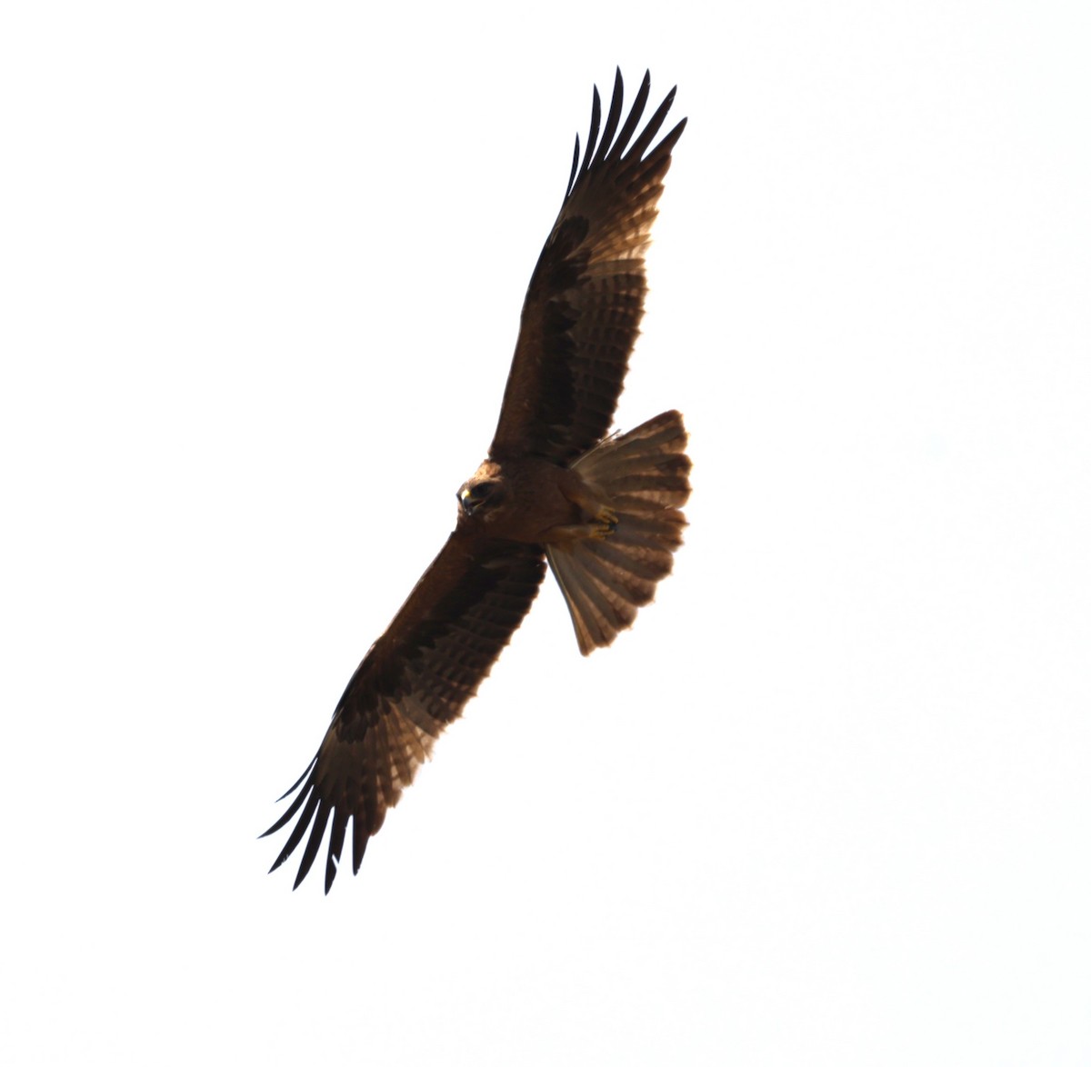 Booted Eagle - ML621830568