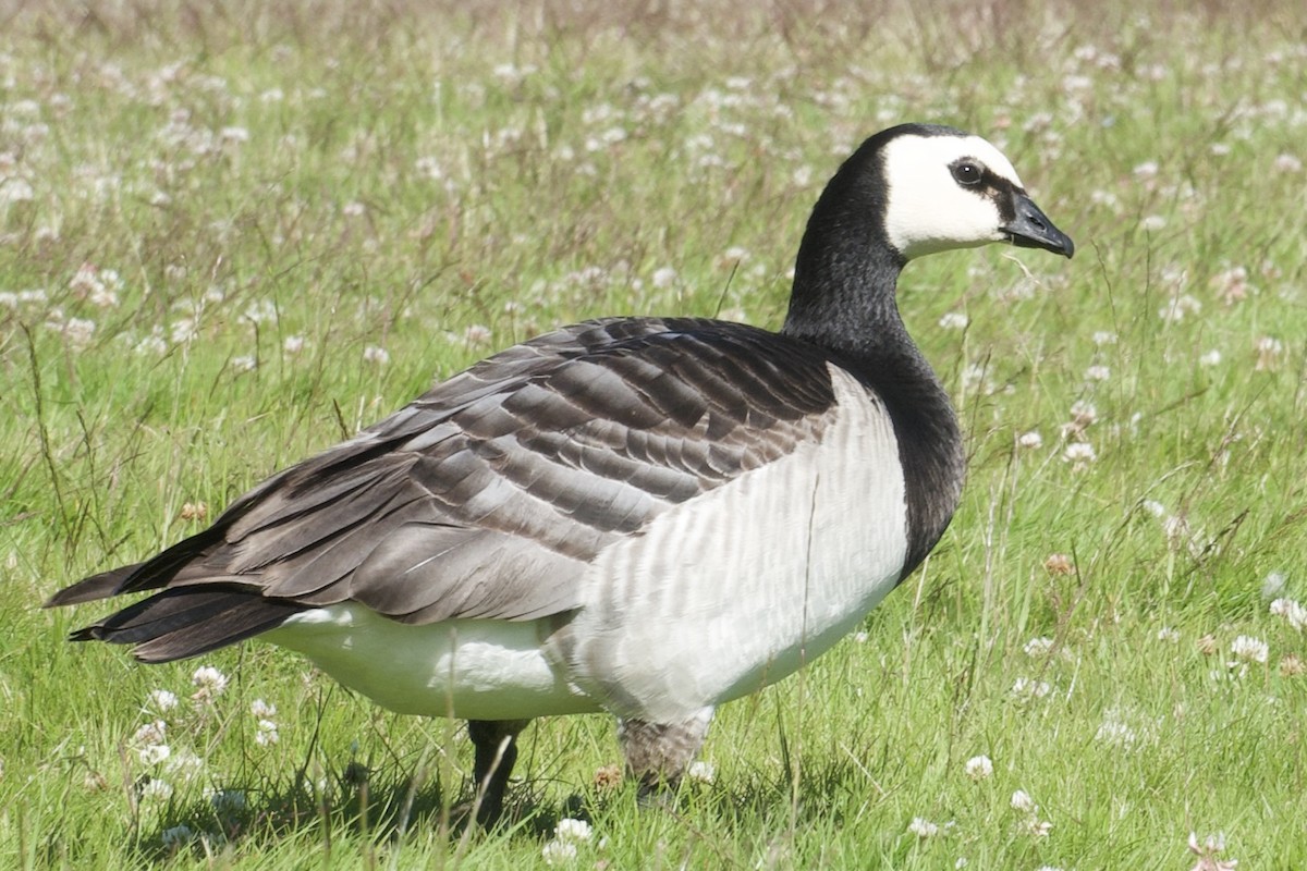 Цагаан шанаат галуу - ML621830589