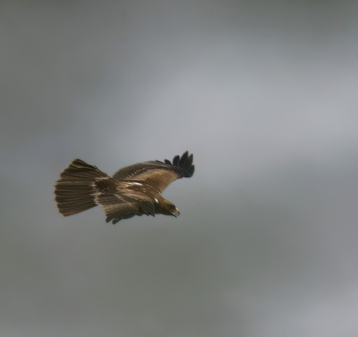 Booted Eagle - ML621830595