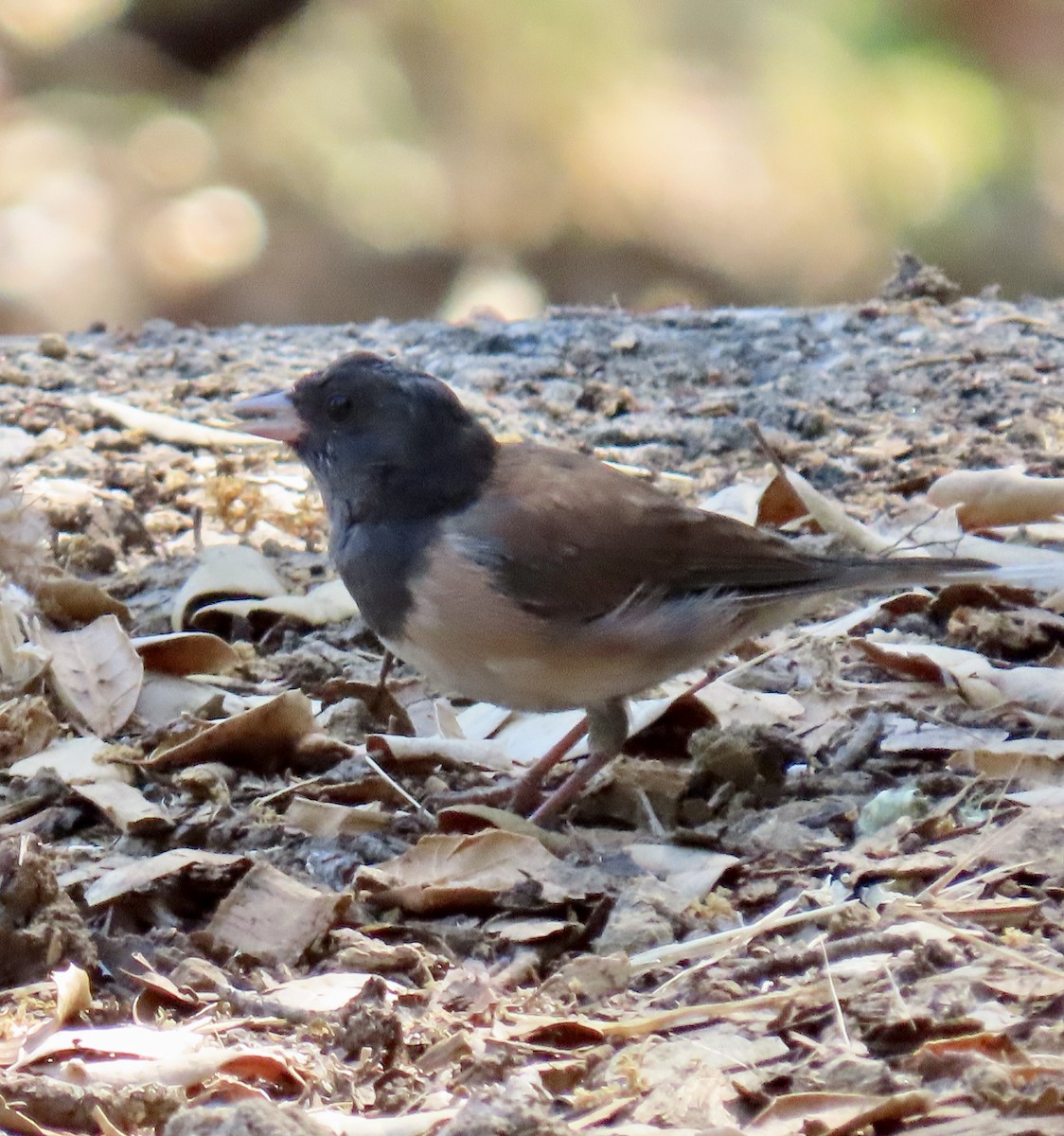 Dark-eyed Junco - ML621830599