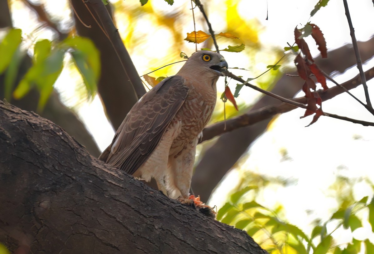 Oriental Honey-buzzard - VandB Moore