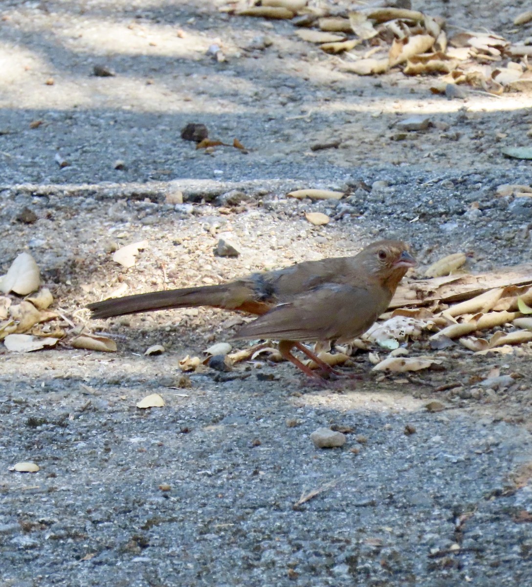 California Towhee - ML621830610