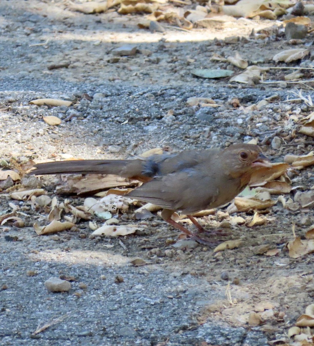 California Towhee - ML621830611