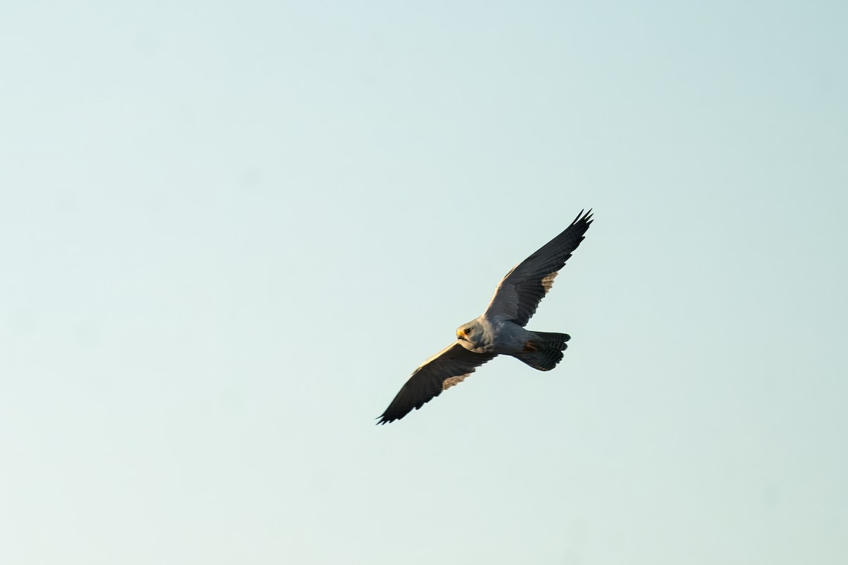 Gray Falcon - ML621830616