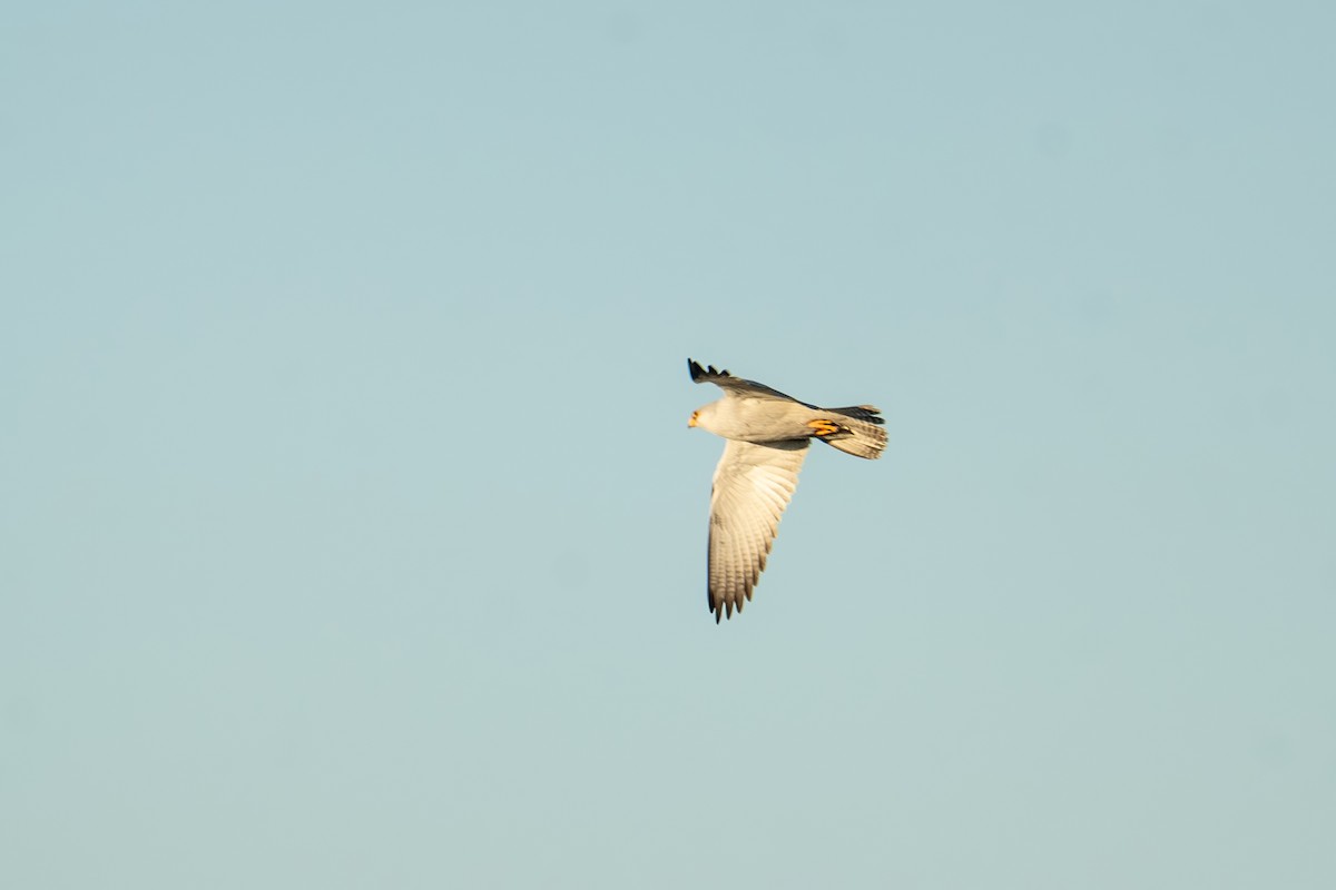 Gray Falcon - ML621830617