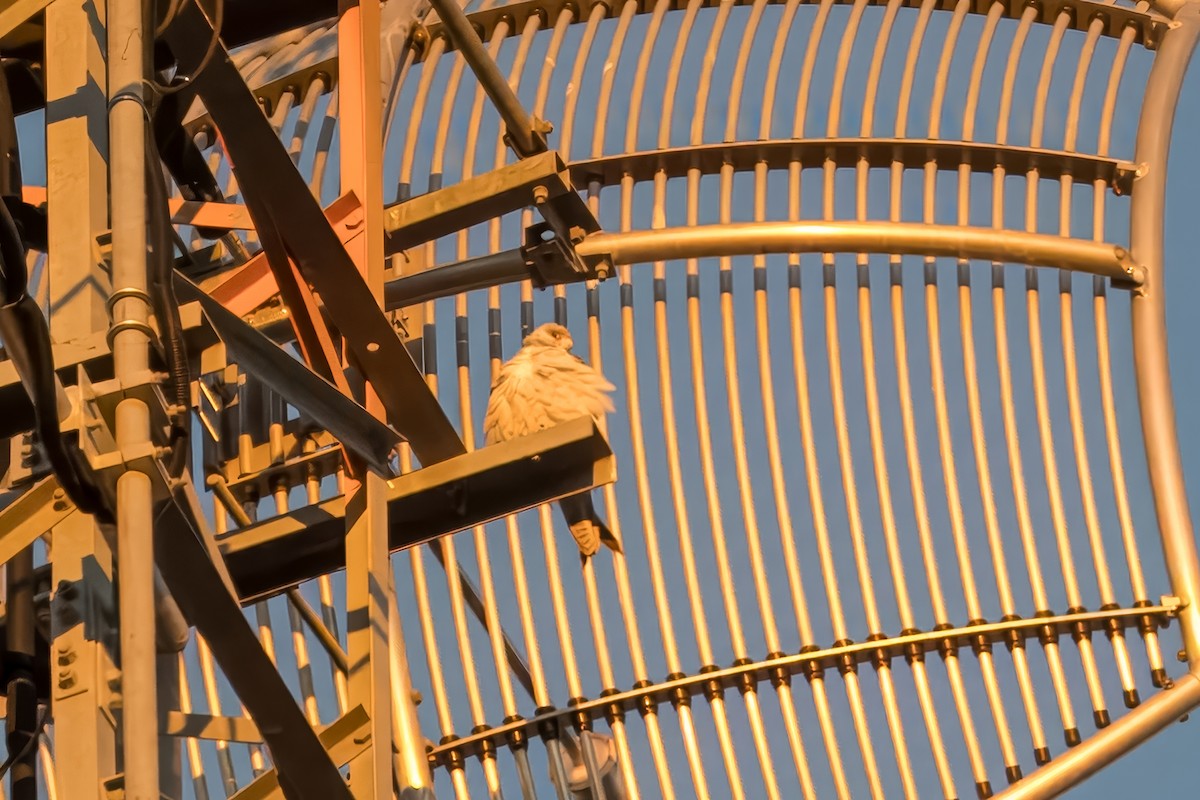 Gray Falcon - ML621830618