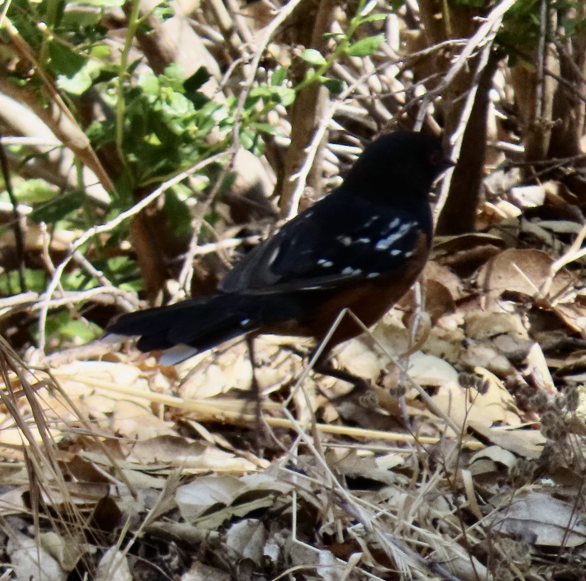 Spotted Towhee - ML621830620