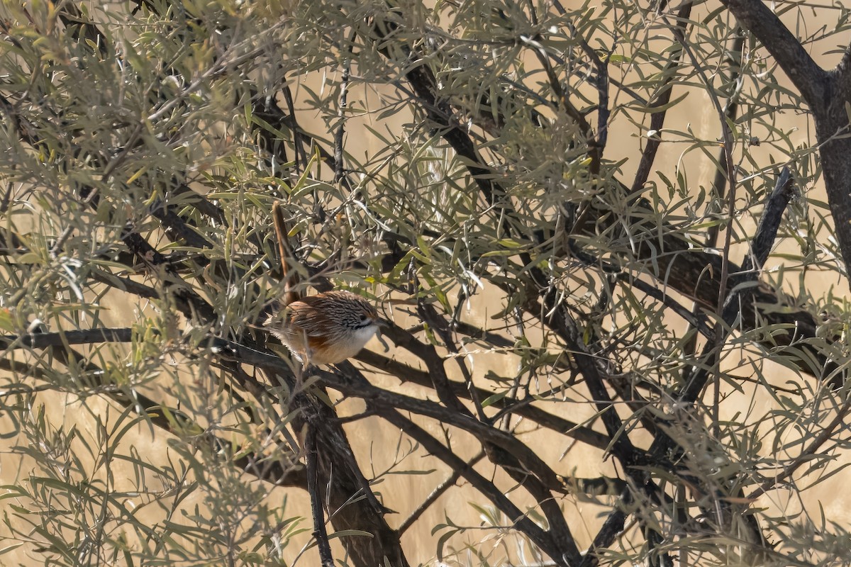 Opalton Grasswren - ML621830633