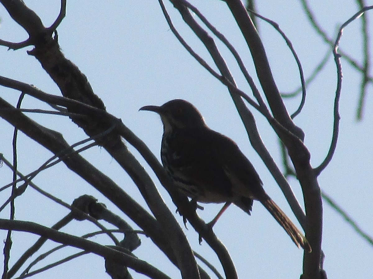 Brown Thrasher - ML621830674