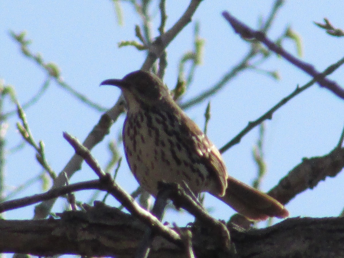 Brown Thrasher - ML621830675