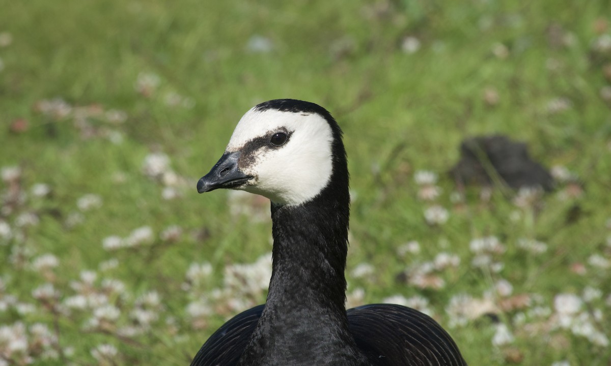 Цагаан шанаат галуу - ML621830685