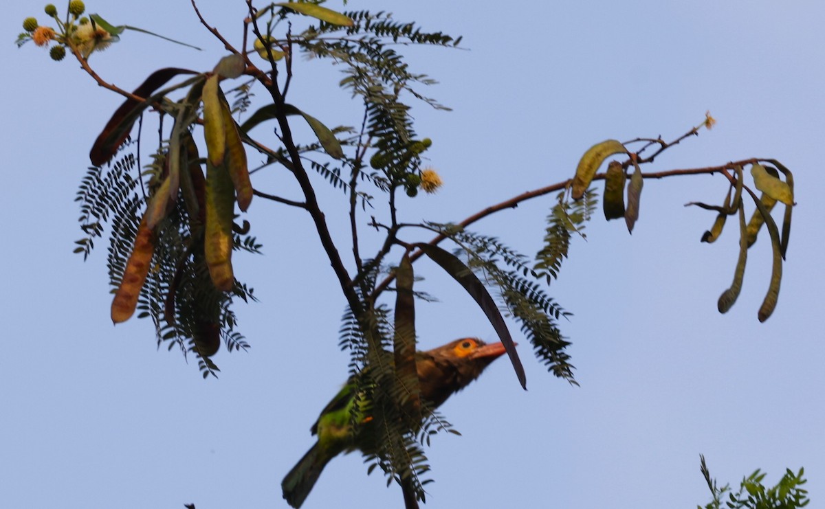 Kahverengi Başlı Barbet - ML621830688