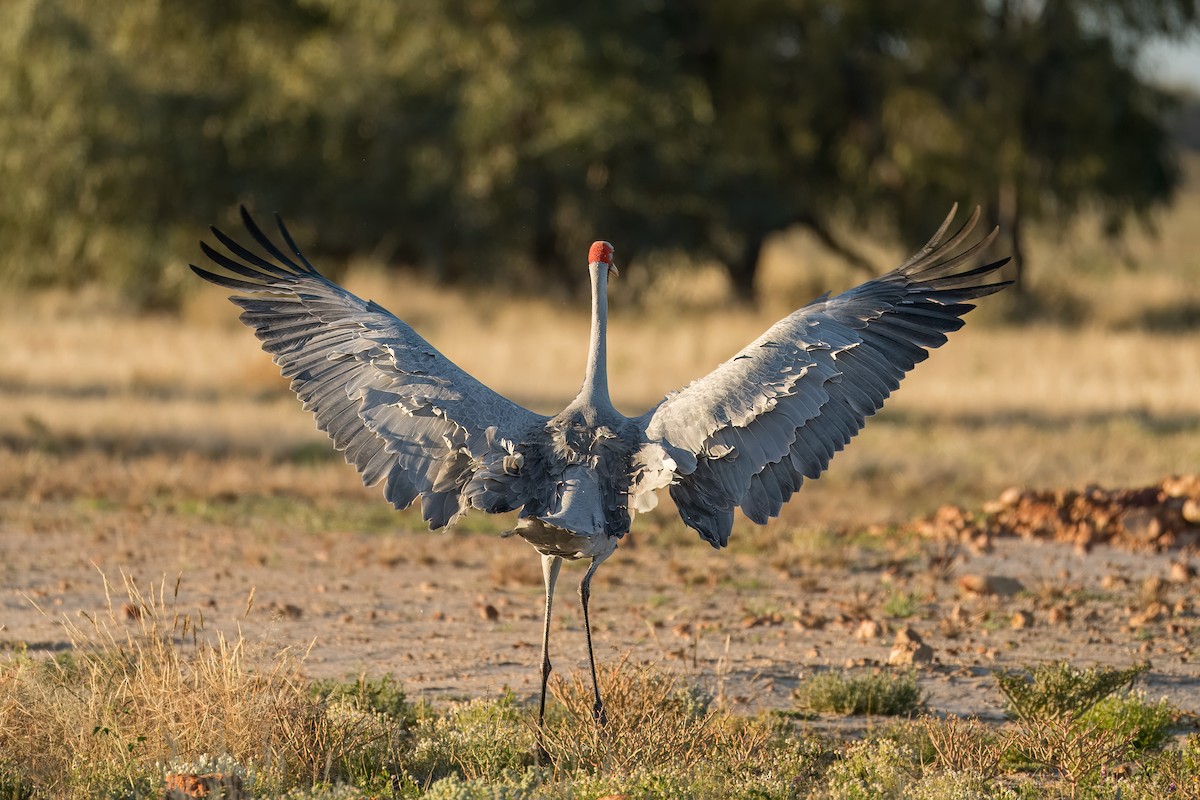 Brolga - ML621830695