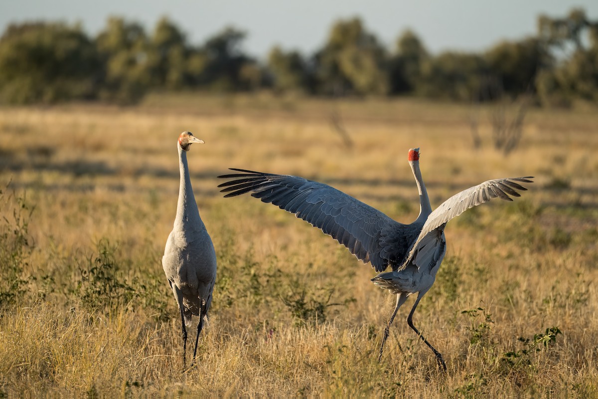 Brolga - ML621830696