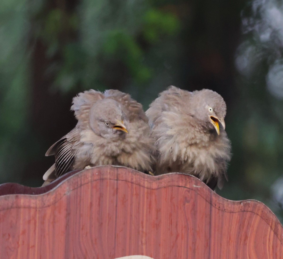 Jungle Babbler - ML621830706