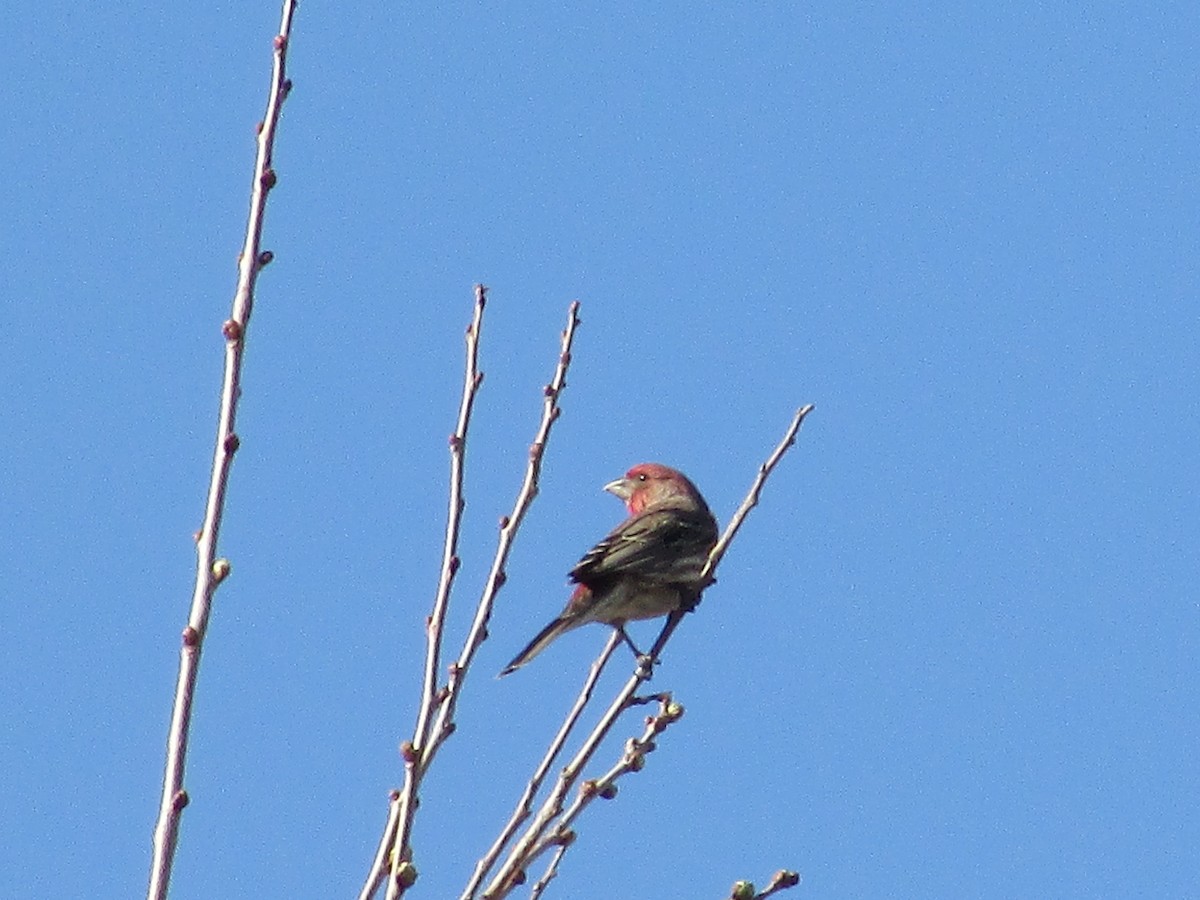 House Finch - ML621830710