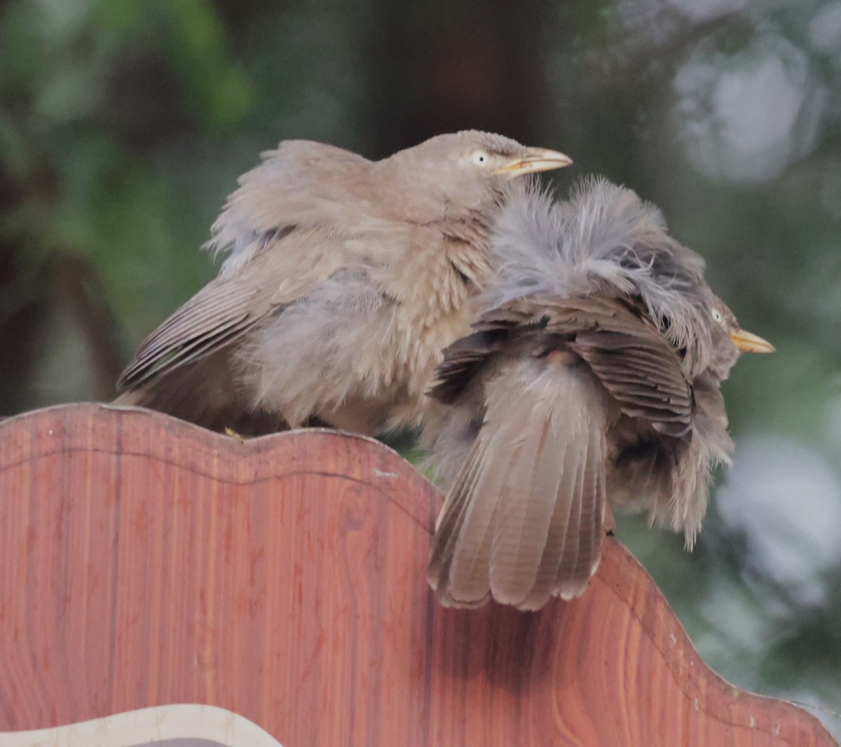 Jungle Babbler - ML621830711