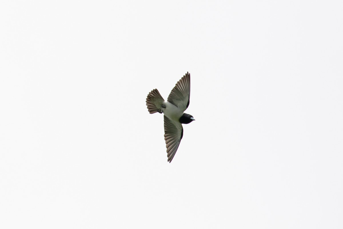 Bismarck Woodswallow - ML621830713