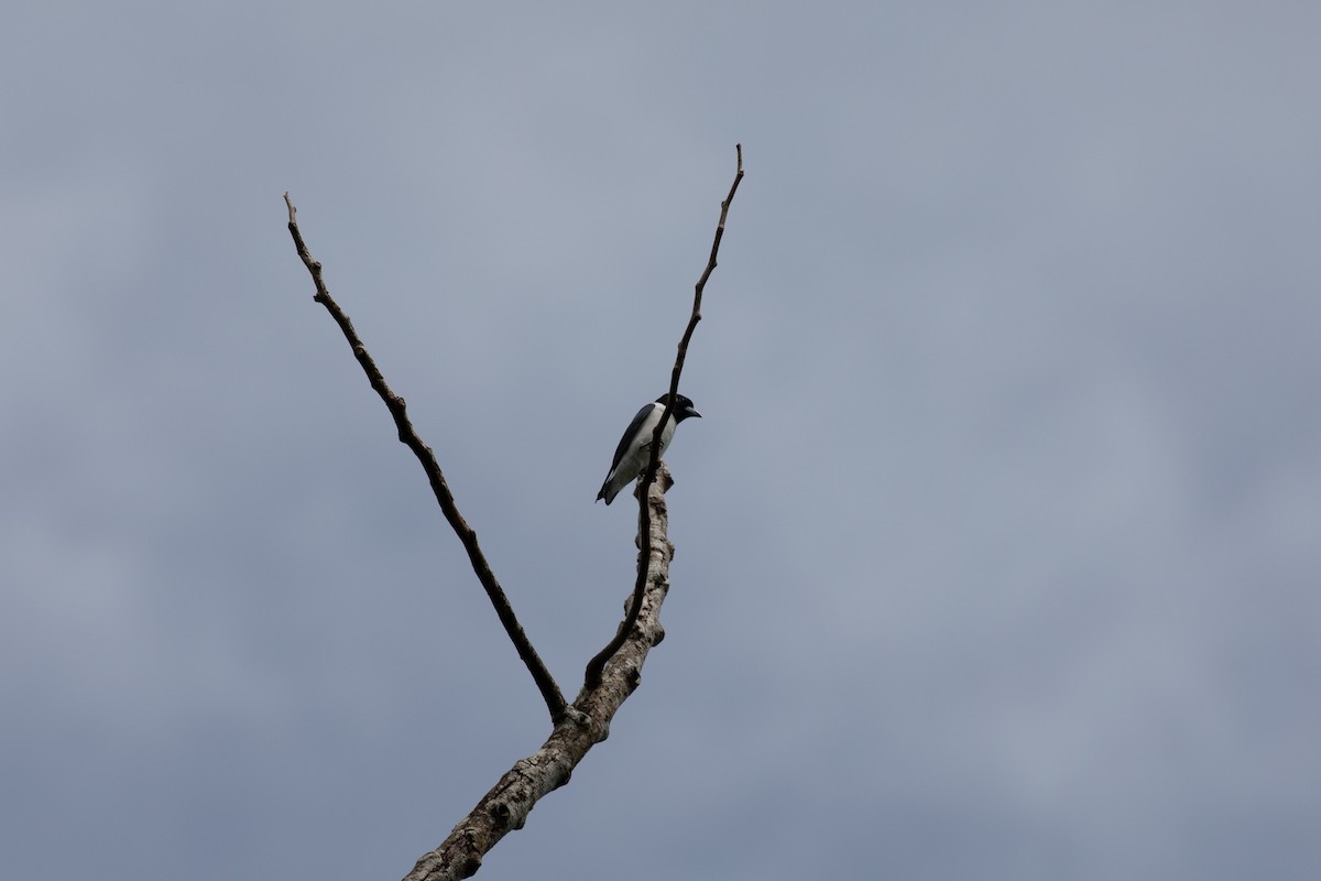 Bismarck Woodswallow - ML621830714