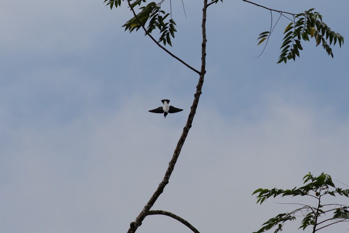 Bismarck Woodswallow - ML621830715