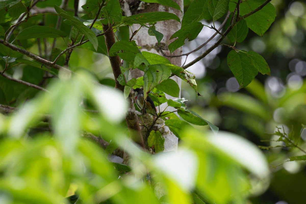 Red-banded Flowerpecker - ML621830733