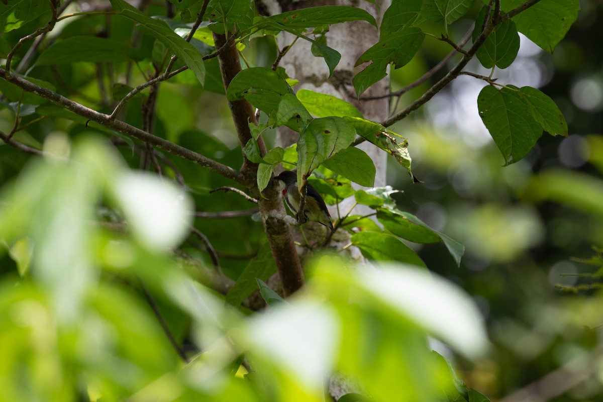 Red-banded Flowerpecker - ML621830734