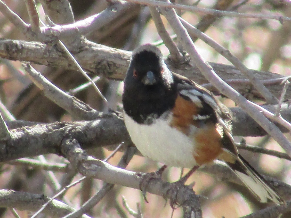 Spotted Towhee - ML621830738