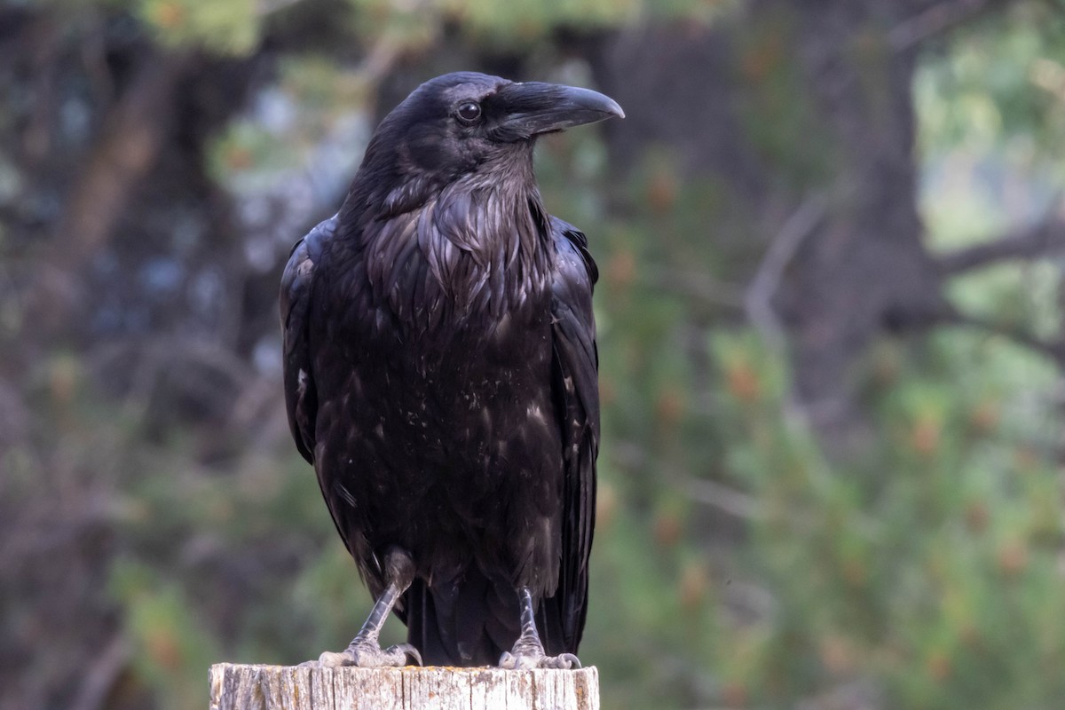 ravn - ML621830740