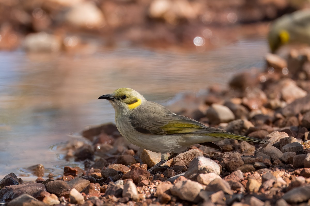Gray-fronted Honeyeater - ML621830746