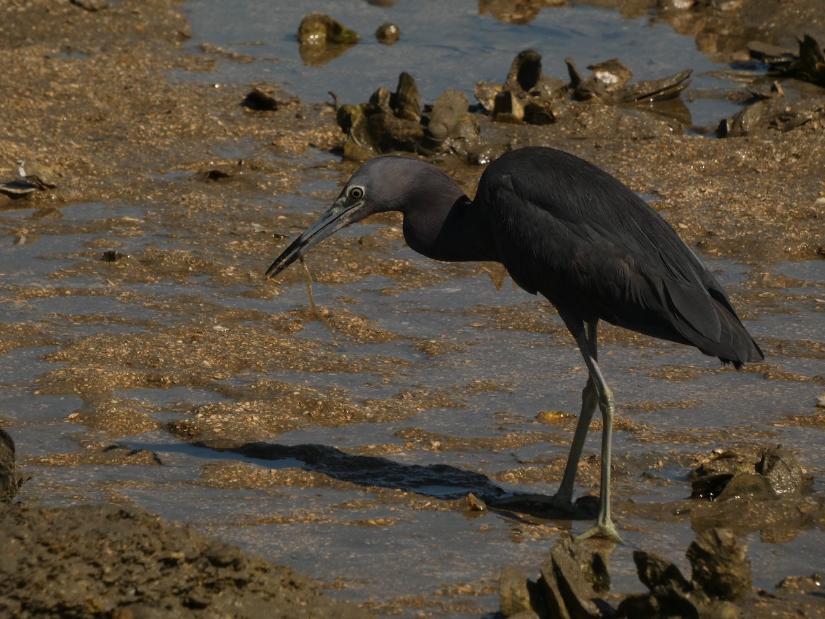 Little Blue Heron - ML621830755