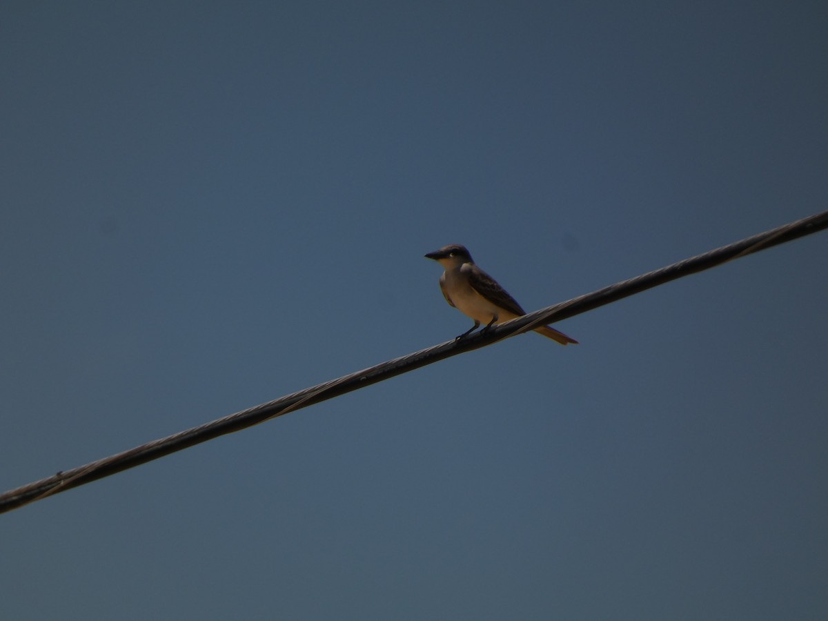 Gray Kingbird - ML621830772