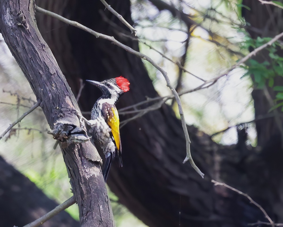 Black-rumped Flameback - ML621830791