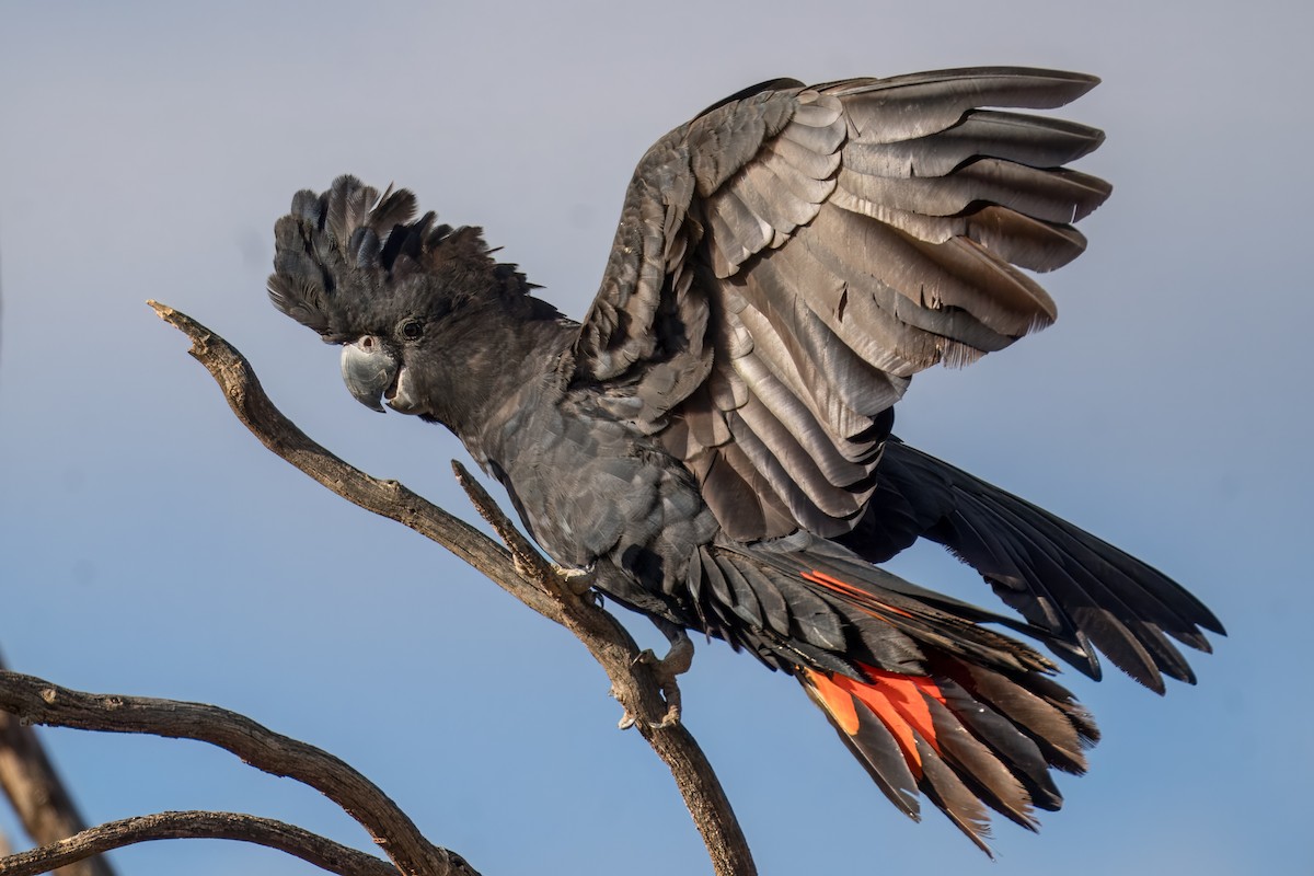 Red-tailed Black-Cockatoo - ML621830808