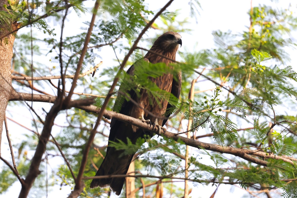 Black Kite - ML621830811