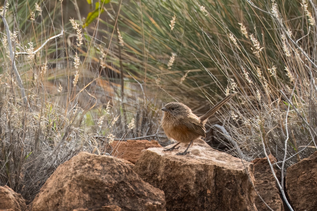 Dusky Grasswren - ML621830824