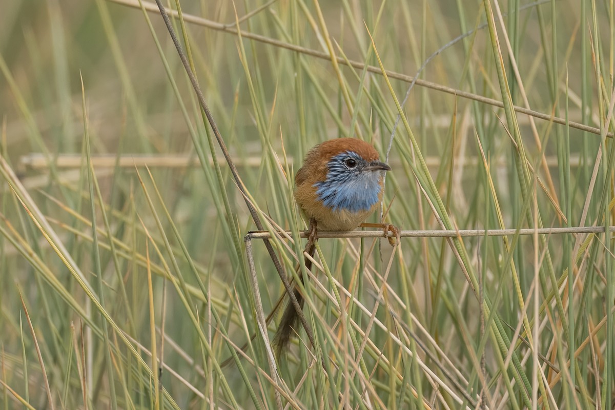 Rufous-crowned Emuwren - ML621830828