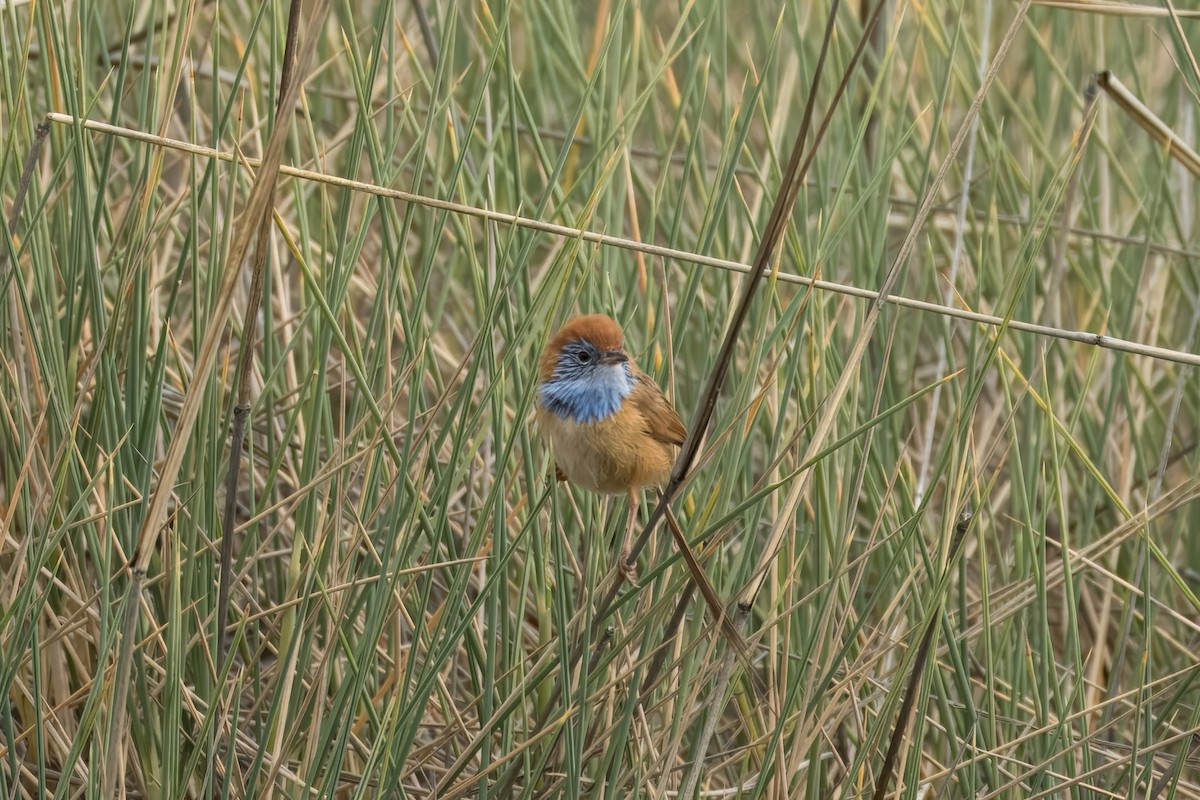 Rufous-crowned Emuwren - ML621830829