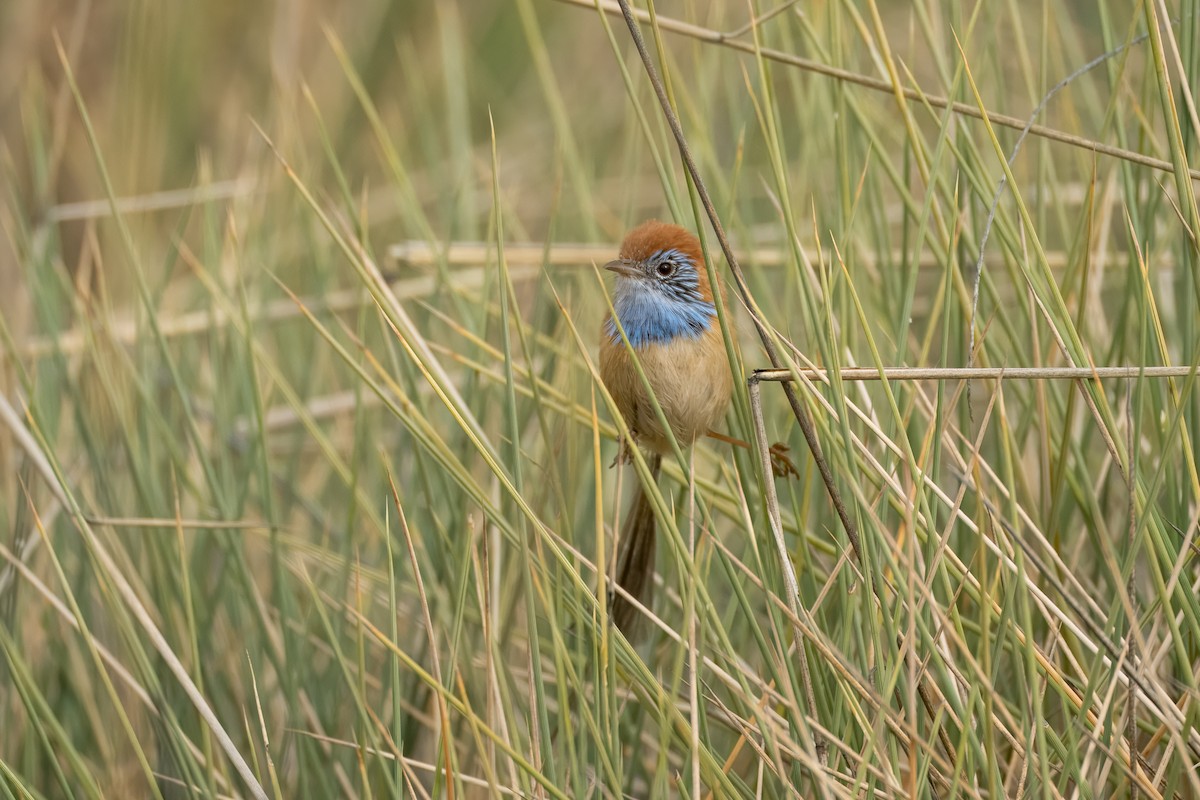 Rufous-crowned Emuwren - ML621830830