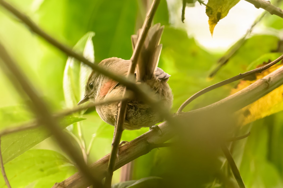 Silvery-throated Spinetail - ML621830848