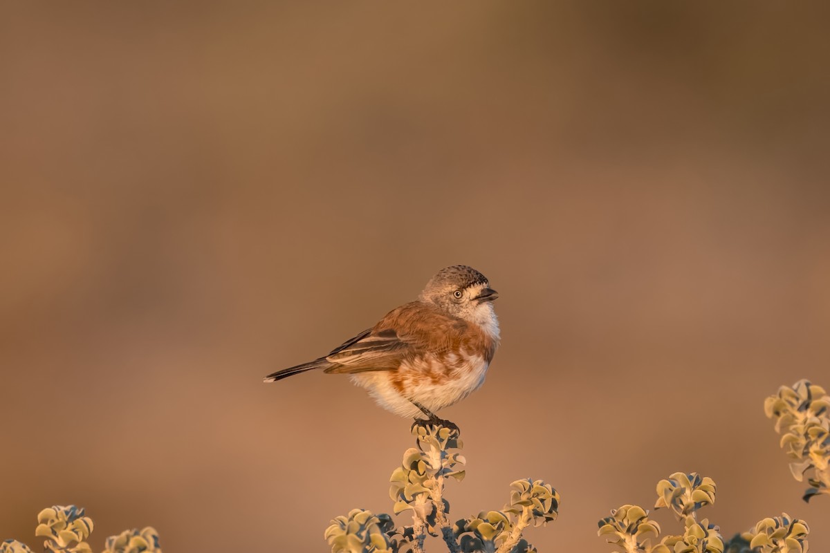 Chestnut-breasted Whiteface - ML621830861