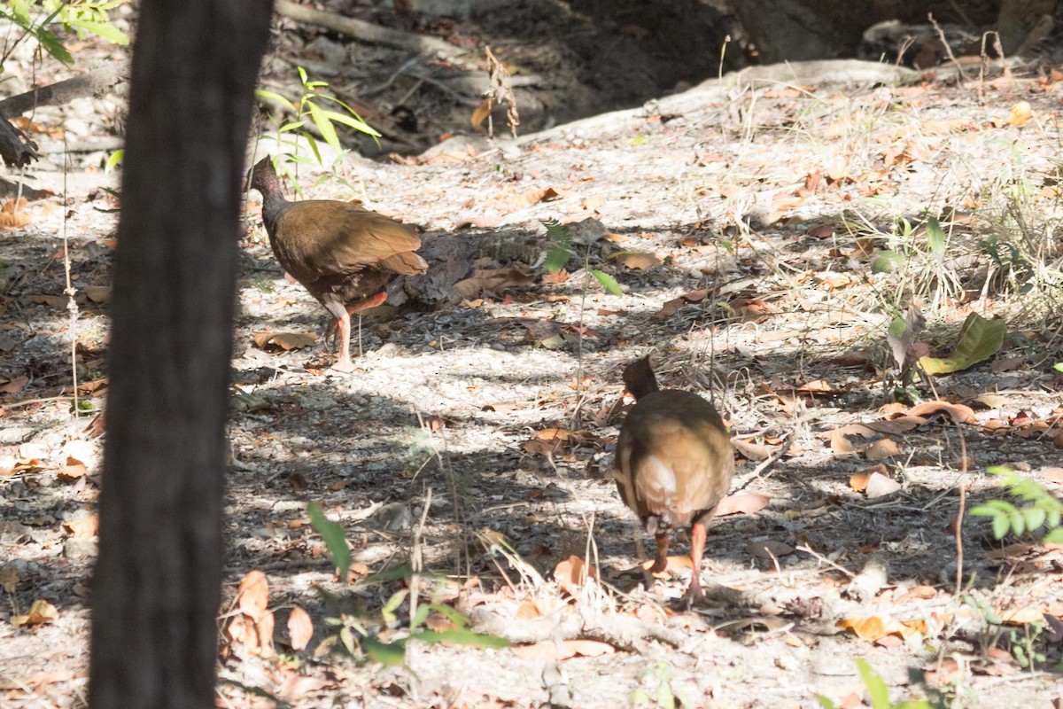 Orange-footed Megapode - ML621830870