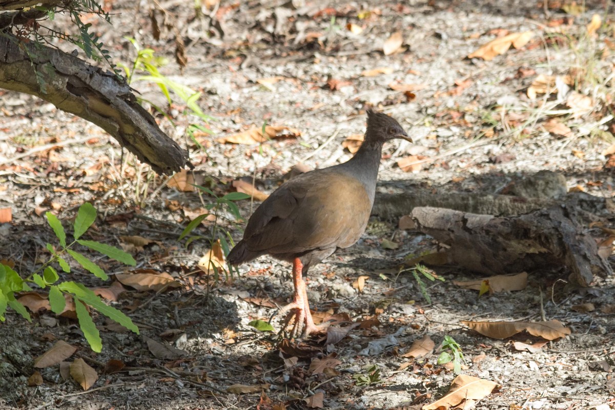 Orange-footed Megapode - dan davis