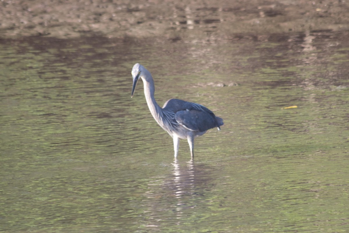 Great-billed Heron - ML621830878