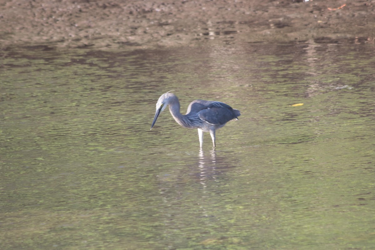 Great-billed Heron - ML621830879