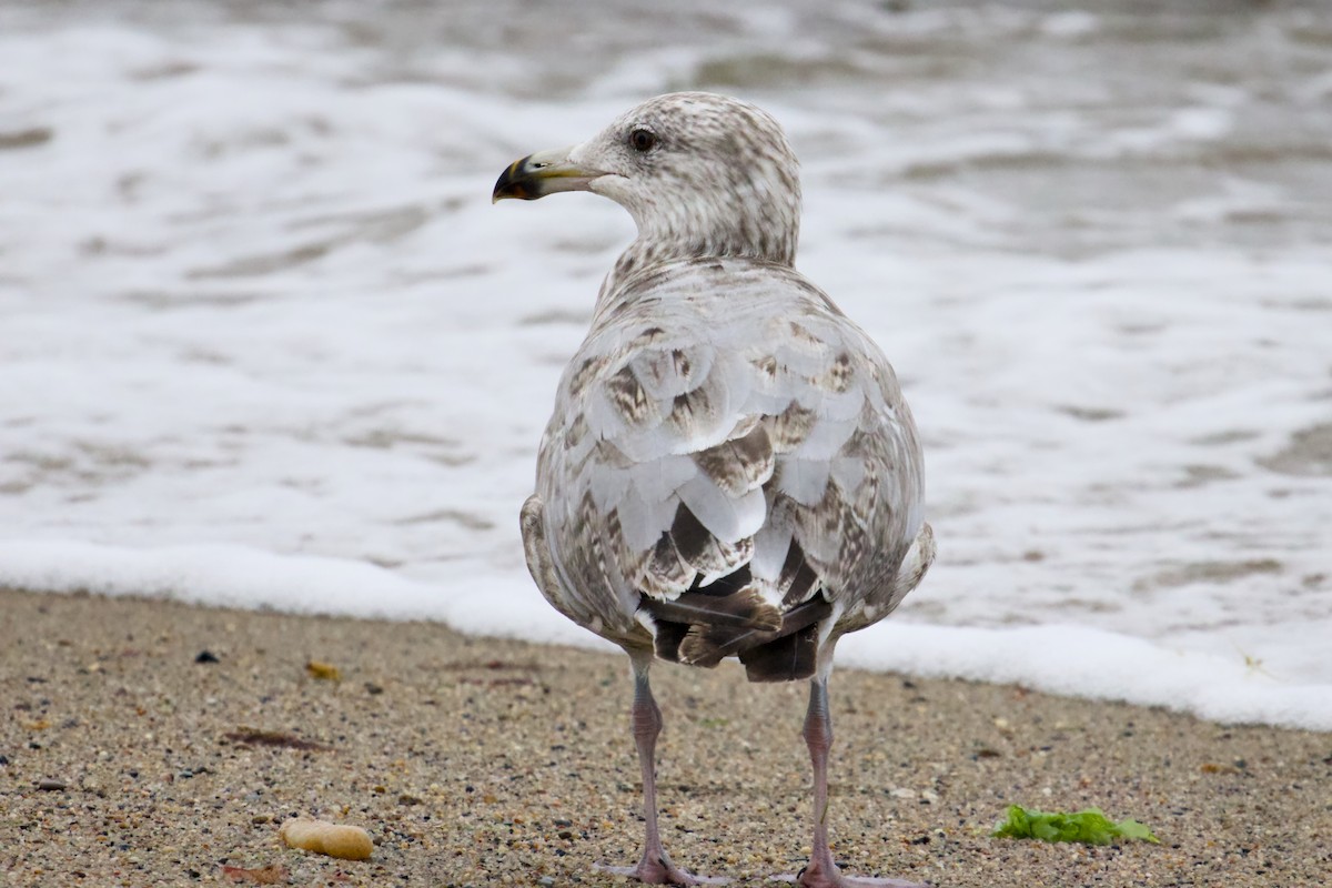 Ring-billed Gull - Jim Carroll