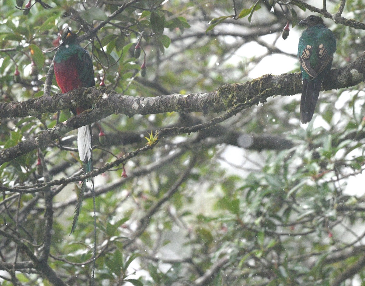 Resplendent Quetzal - Elizabeth Hawkins