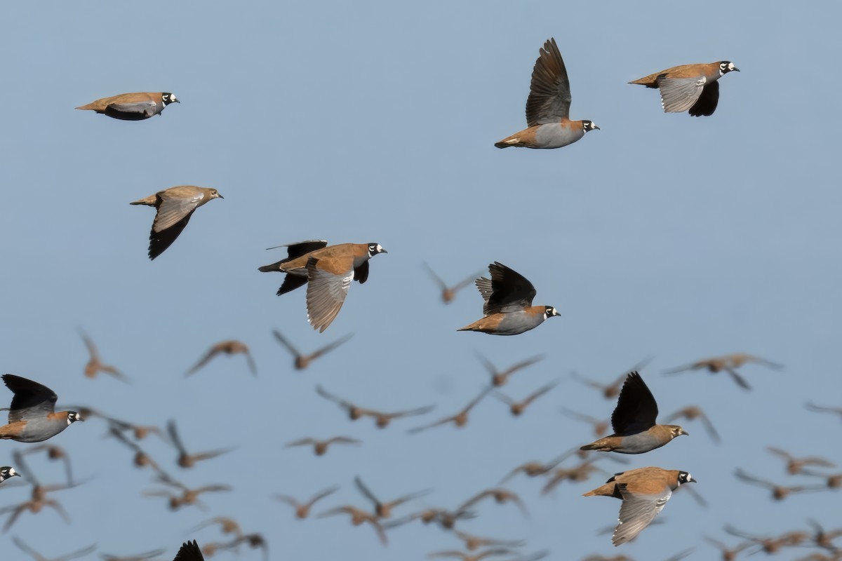 Flock Bronzewing - ML621830907