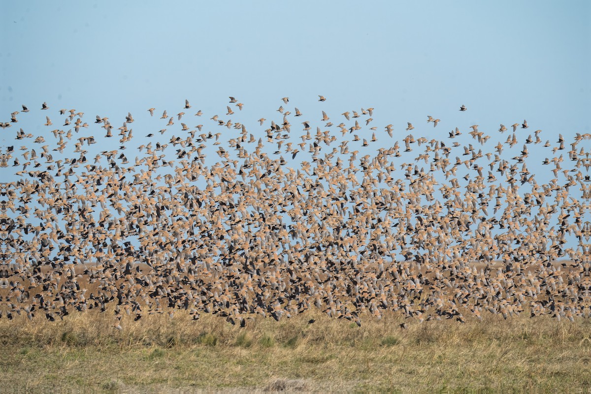Flock Bronzewing - ML621830908