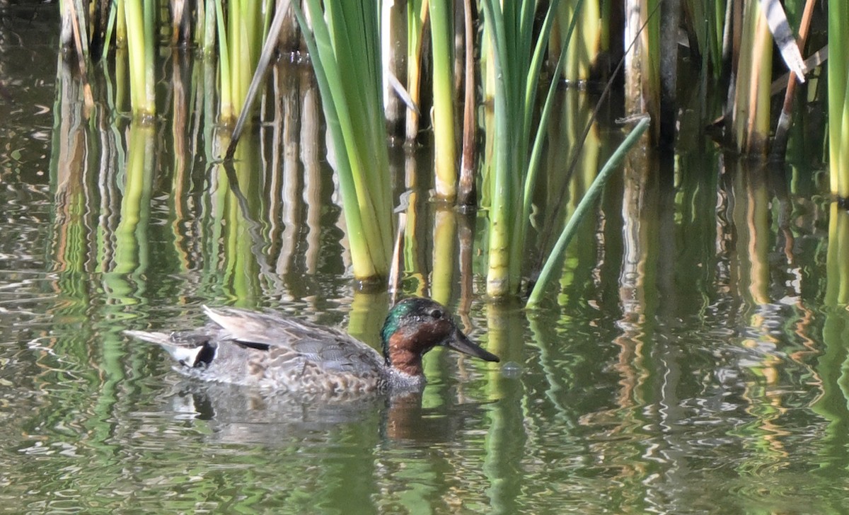 Green-winged Teal - ML621830931